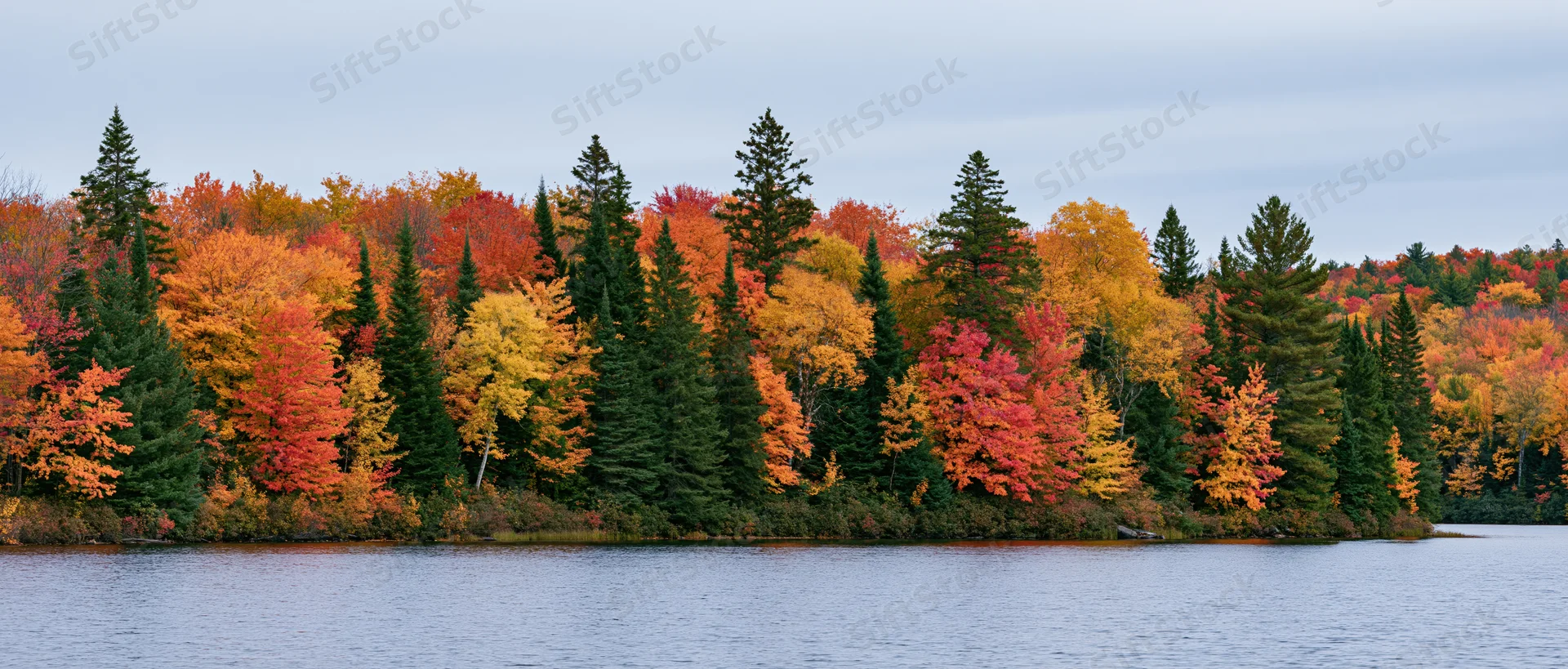 Panoramic view of a dense mixed forest in peak autumn foliage along a calm lake shore