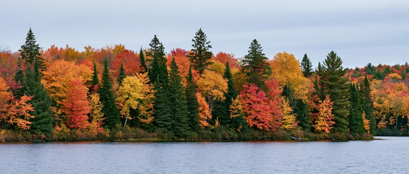 Panoramic view of a dense mixed forest in peak autumn foliage along a calm lake shore