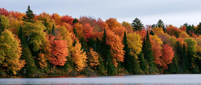 Dense mixed forest in peak autumn foliage along a calm lake shoreline
