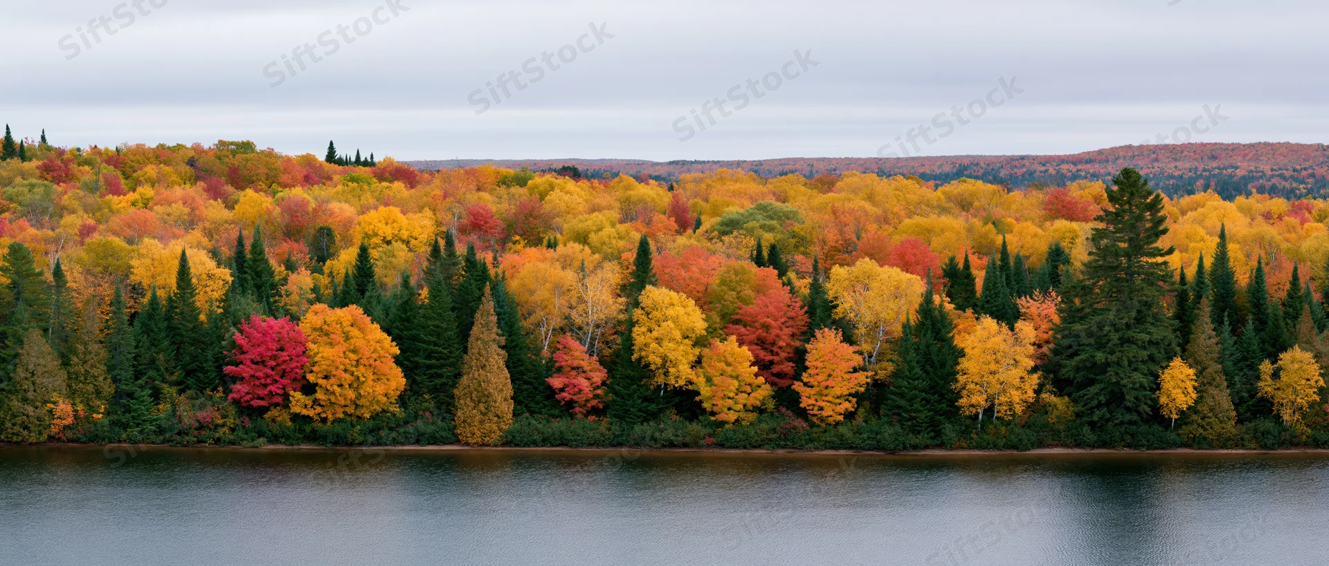 Panoramic view of dense mixed forest in peak autumn foliage along a calm lake under overcast sky