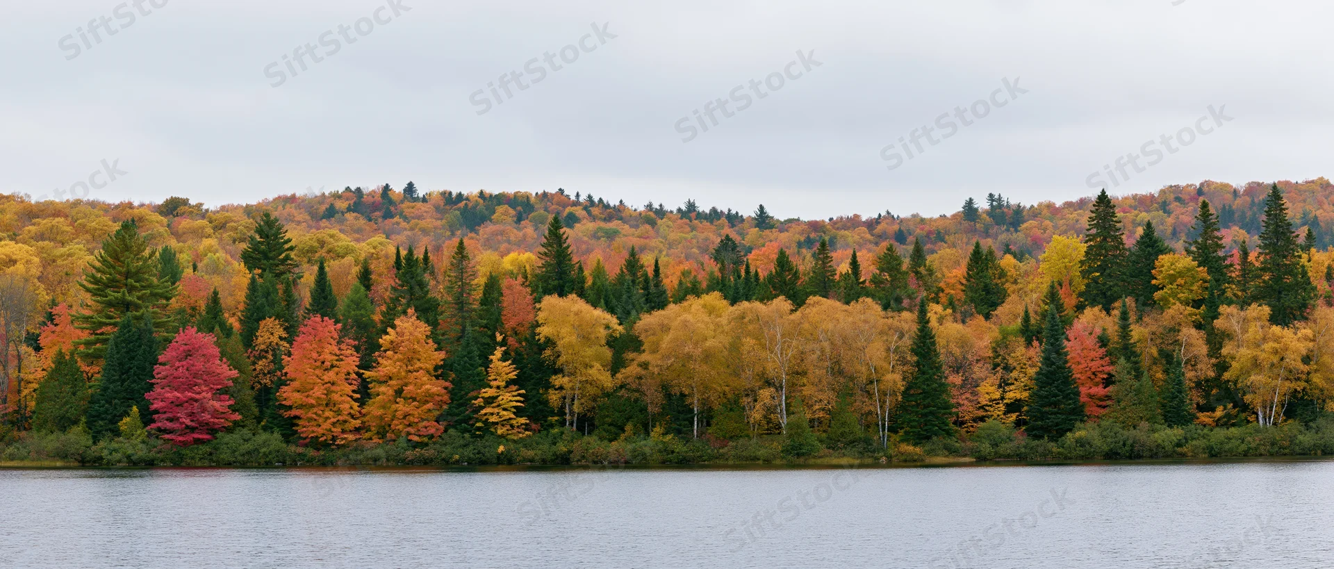 Panoramic view of dense mixed forest in peak autumn foliage along a calm lake shore