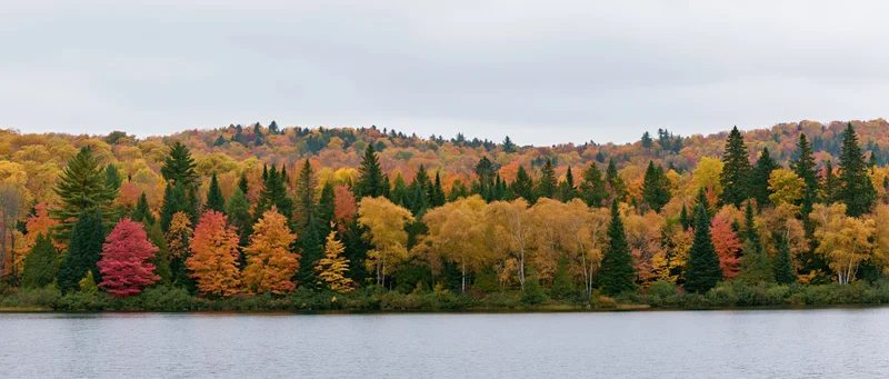 Panoramic view of dense mixed forest in peak autumn foliage along a calm lake shore