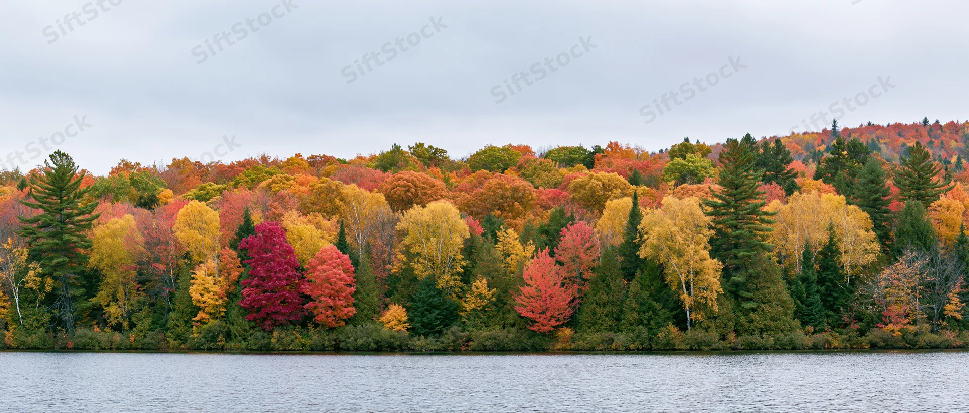 Panoramic view of dense mixed forest in peak autumn foliage along a calm lake shoreline