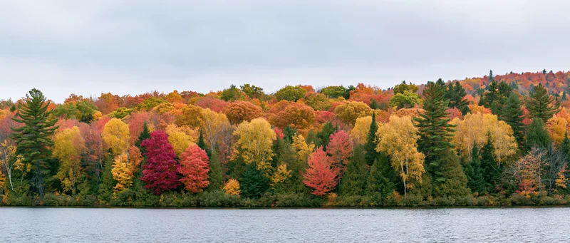 Panoramic view of dense mixed forest in peak autumn foliage along a calm lake shoreline