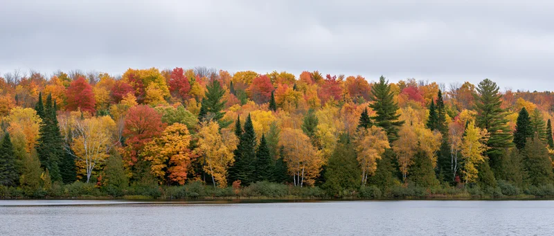 Panoramic view of dense mixed forest in peak autumn foliage along a calm lake
