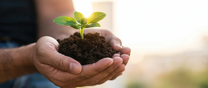 Hands cupping a small green seedling in soil outdoors