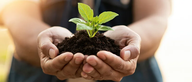Woman holding a small green seedling in cupped hands with soil