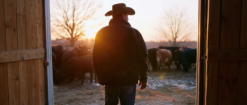 Rancher in cowboy hat standing at barn doorway facing cattle herd at sunset