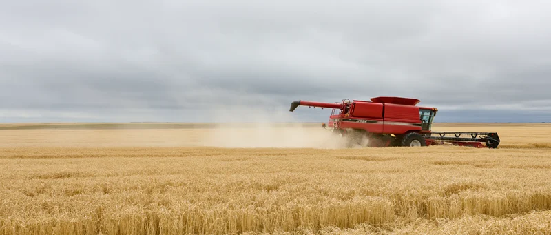 Red combine harvester cutting wheat in a vast field under cloudy sky