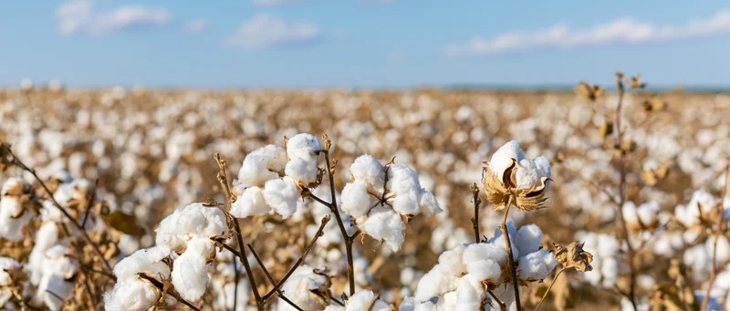 Ripe cotton bolls on dry stems in a field under a blue sky
