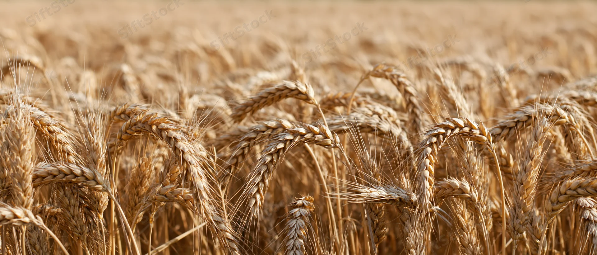 Ripe wheat stalks with seed heads in a golden field at harvest time