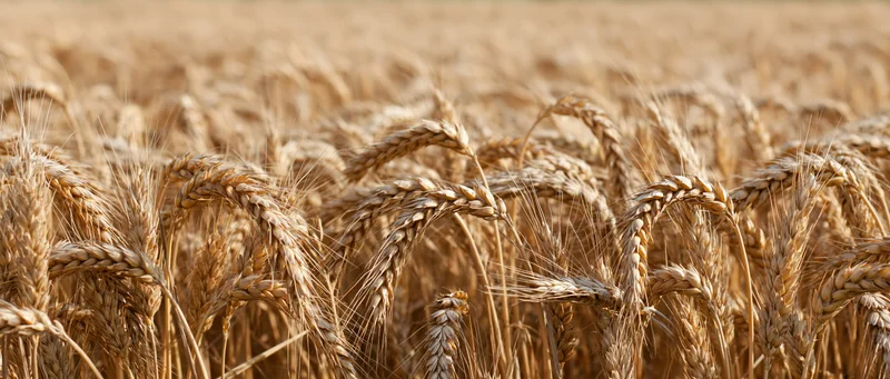 Ripe wheat stalks with seed heads in a golden field at harvest time