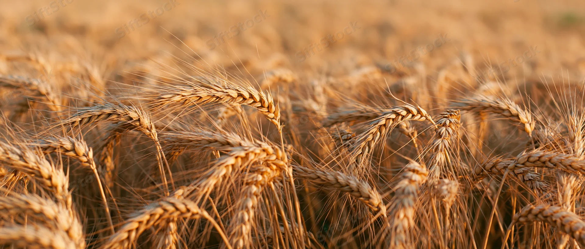 Closeup of ripe wheat stalks in a golden field at harvest time