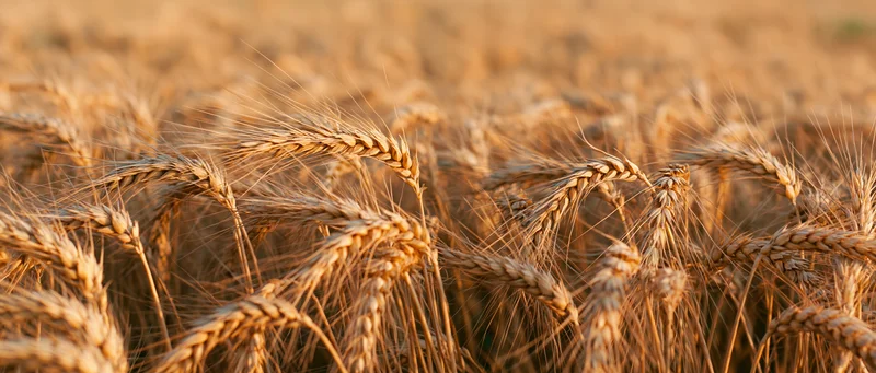 Closeup of ripe wheat stalks in a golden field at harvest time