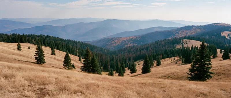 Rolling autumn meadows with scattered spruce trees and distant mountains under a hazy sky