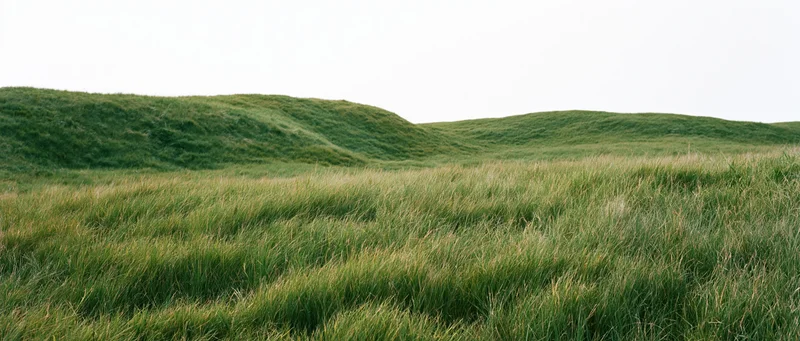 Rolling grassy mounds and low hills covered in dense wild grass under an overcast sky
