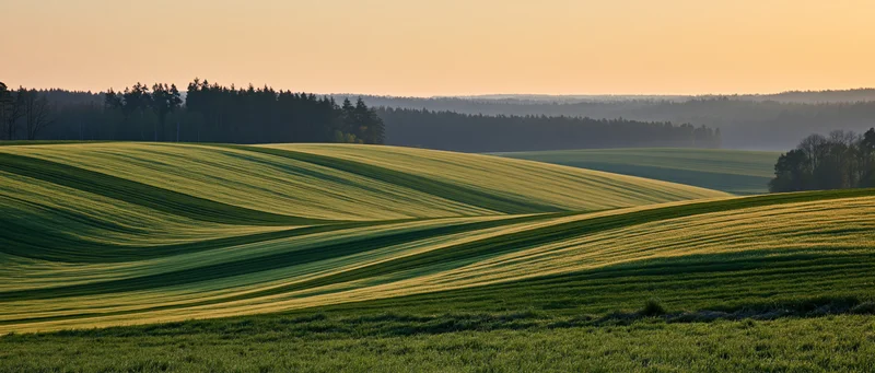 Rolling green agricultural fields under golden sunset light with distant tree line