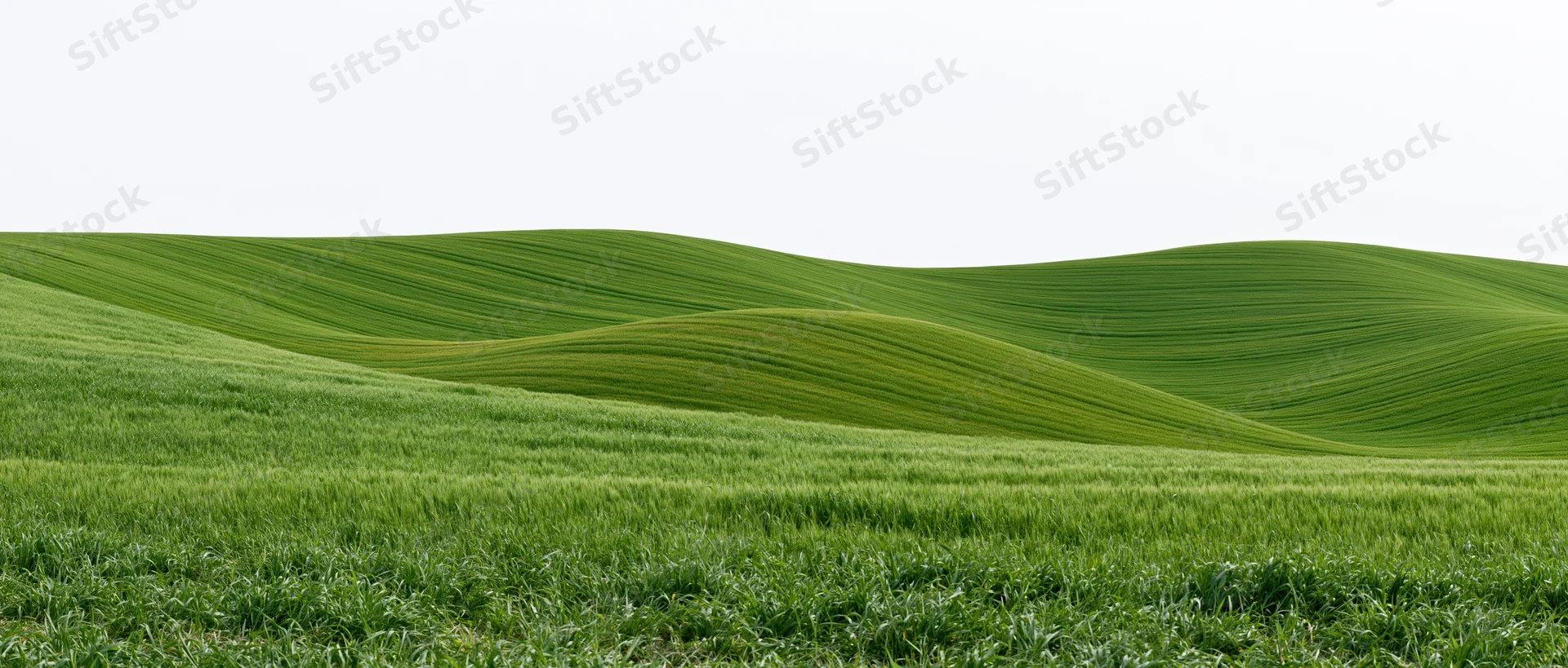 Rolling green wheat fields covering gently undulating hills under a bright sky