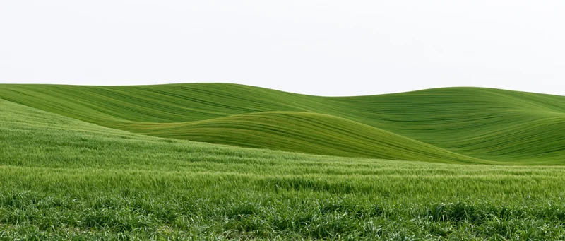 Rolling green wheat fields covering gently undulating hills under a bright sky