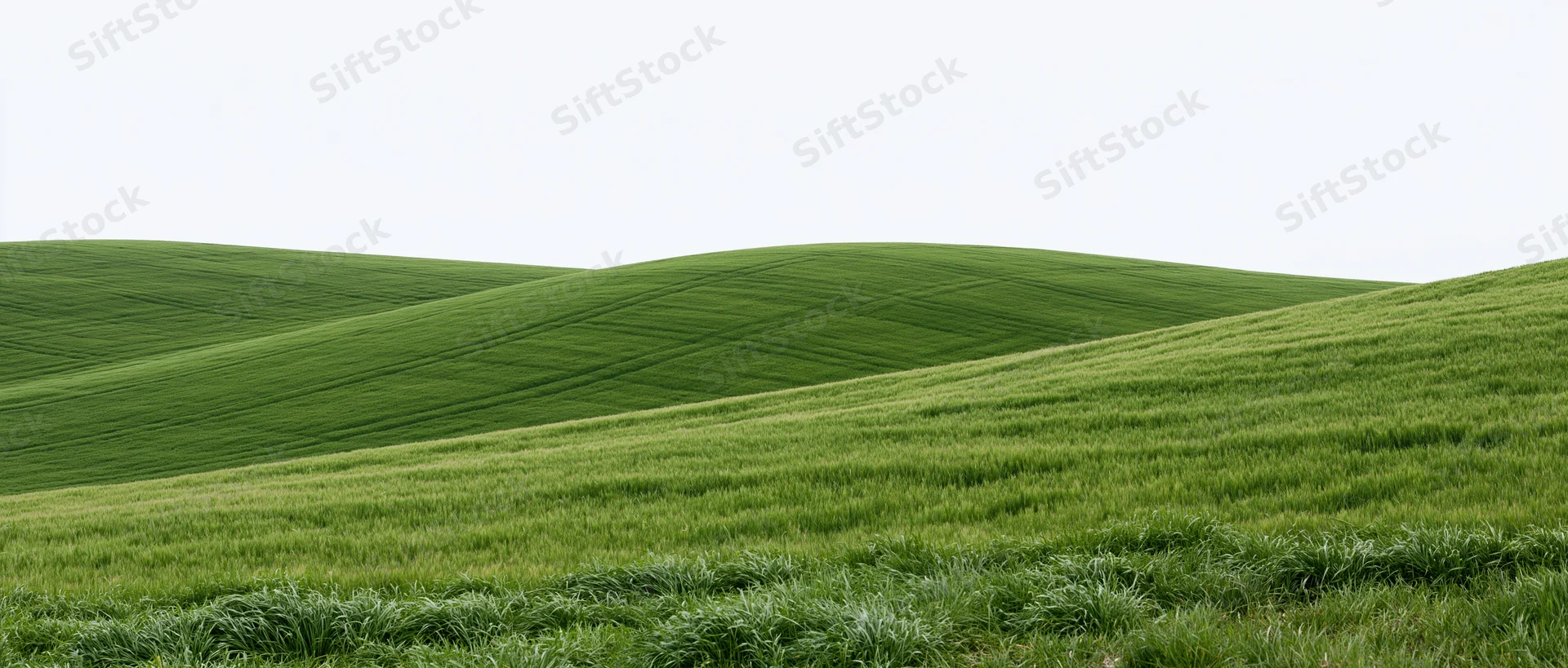 Rolling green wheat fields covering gently undulating hills under a bright sky