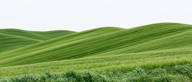 Rolling green wheat fields covering gently undulating hills under a pale sky