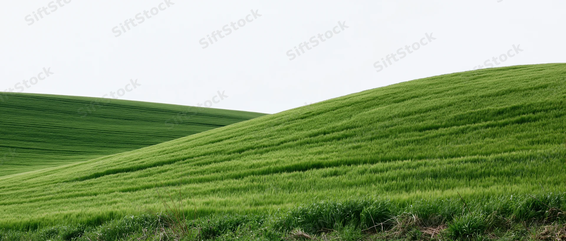 Rolling green wheat fields covering gently undulating hills under a bright sky