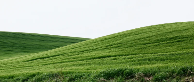 Rolling green wheat fields covering gently undulating hills under a bright sky