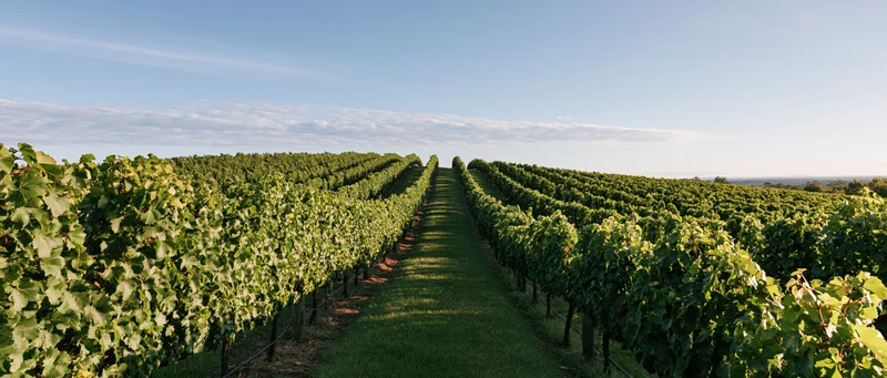 Rows of grapevines stretching toward the horizon in a sunlit vineyard field