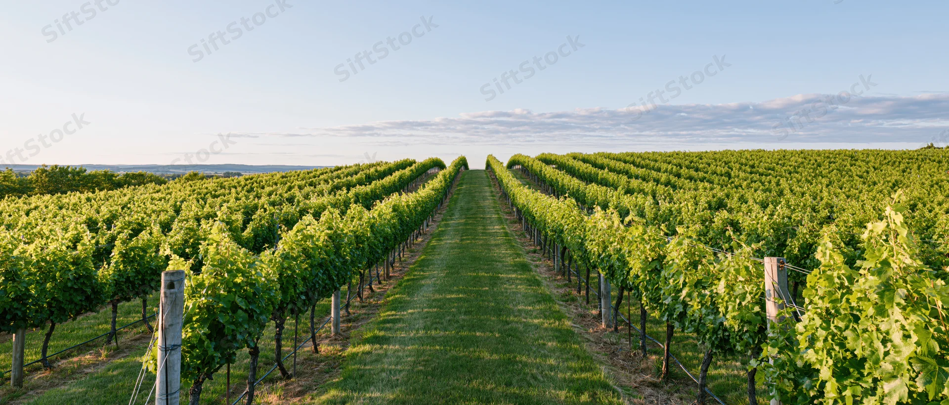 Rows of grapevines stretching toward the horizon in a wide vineyard field