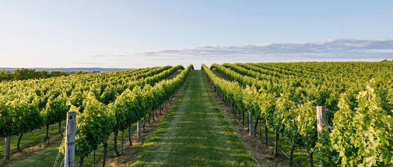Rows of grapevines stretching toward the horizon in a wide vineyard field