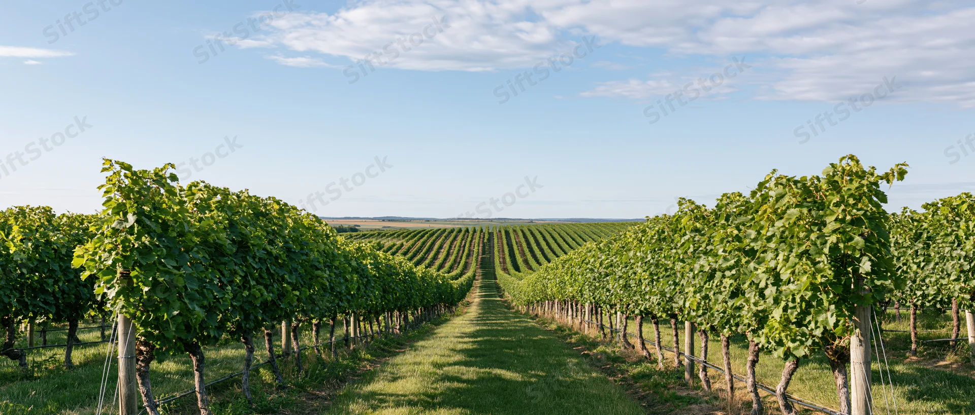 Rows of grapevines stretching toward the horizon in a wide vineyard landscape