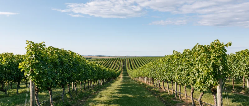 Rows of grapevines stretching toward the horizon in a wide vineyard landscape