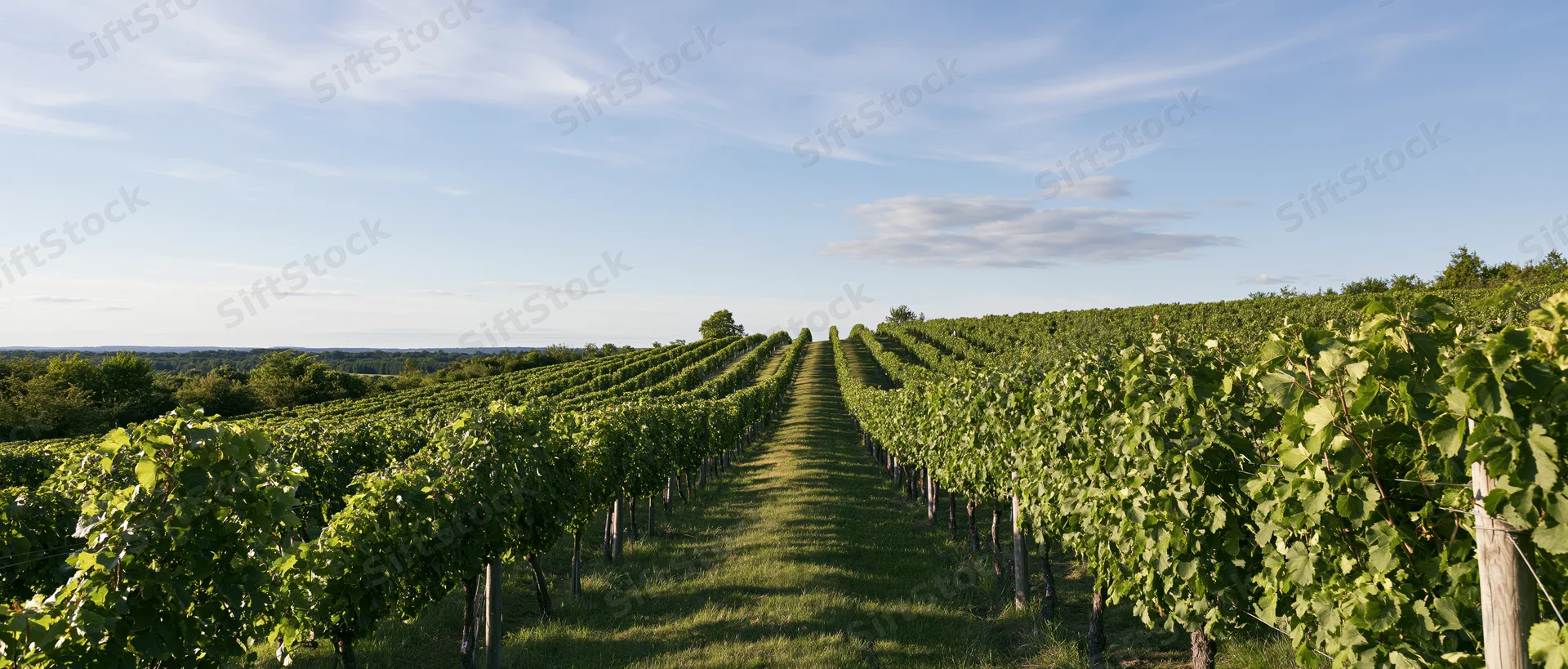 Rows of grapevines stretching toward the horizon in a rolling vineyard landscape
