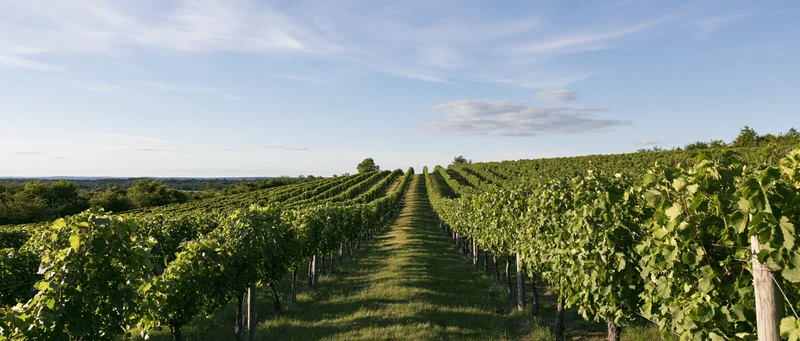 Rows of grapevines stretching toward the horizon in a rolling vineyard landscape