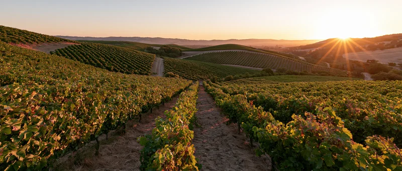 Rows of grapevines stretching across rolling hills at sunset