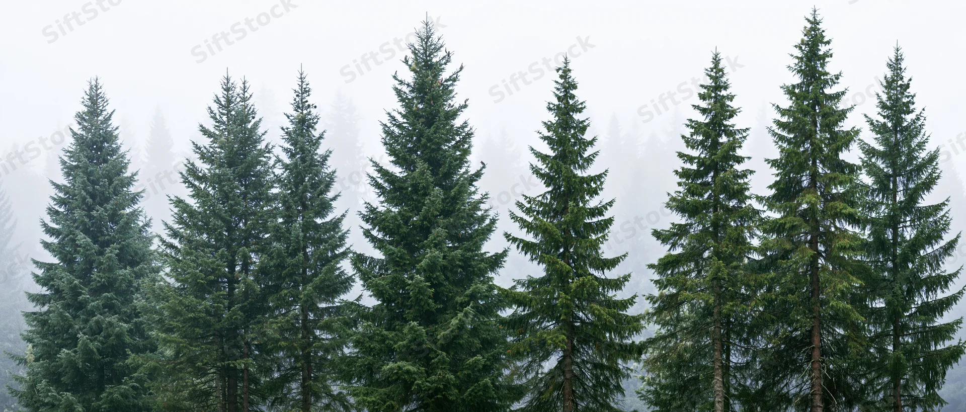 Row of tall spruce and fir trees in misty forest landscape