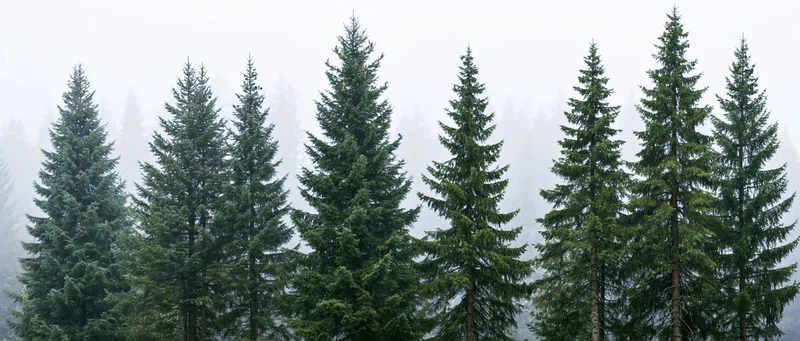 Row of tall spruce and fir trees in misty forest landscape