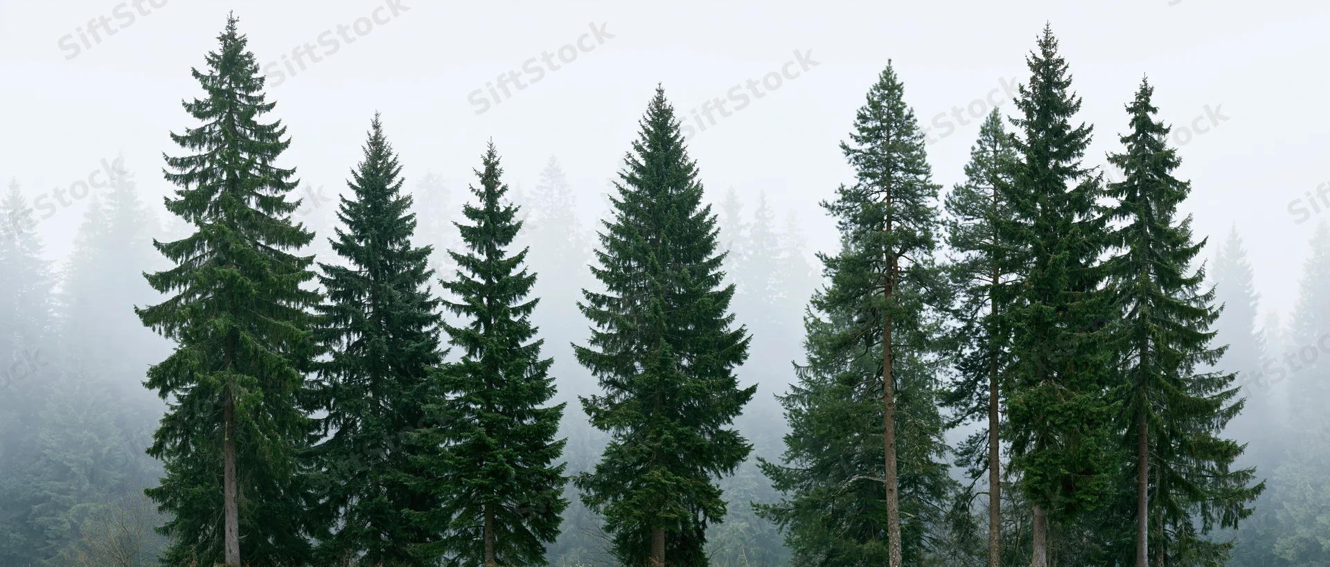 Row of tall spruce and fir trees in misty forest landscape