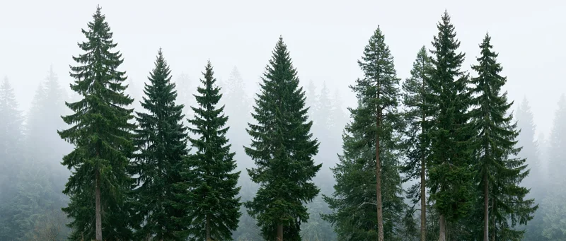 Row of tall spruce and fir trees in misty forest landscape