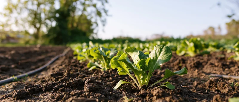 Young lettuce seedlings growing in rows in tilled soil in a garden field