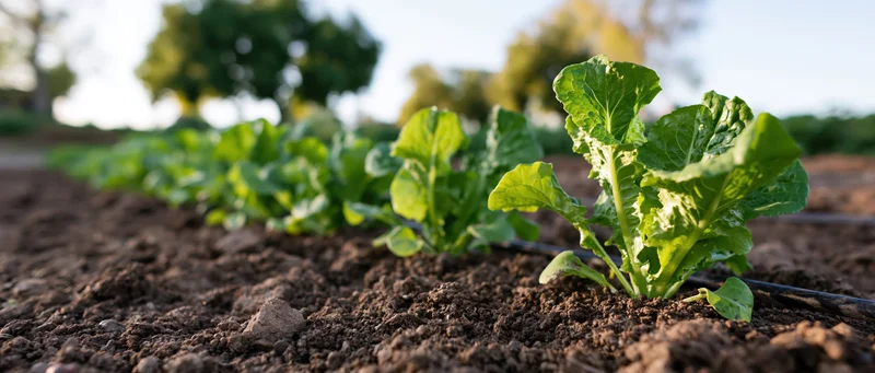 Row of young lettuce seedlings growing in dark tilled soil in a garden field