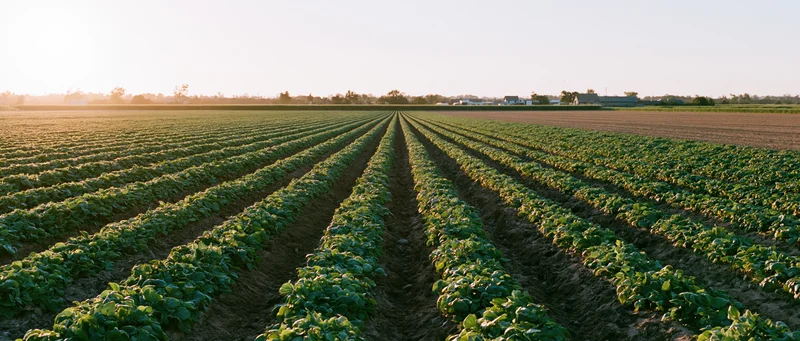 Rows of green vegetable crops stretching across a farm field toward the horizon at sunset