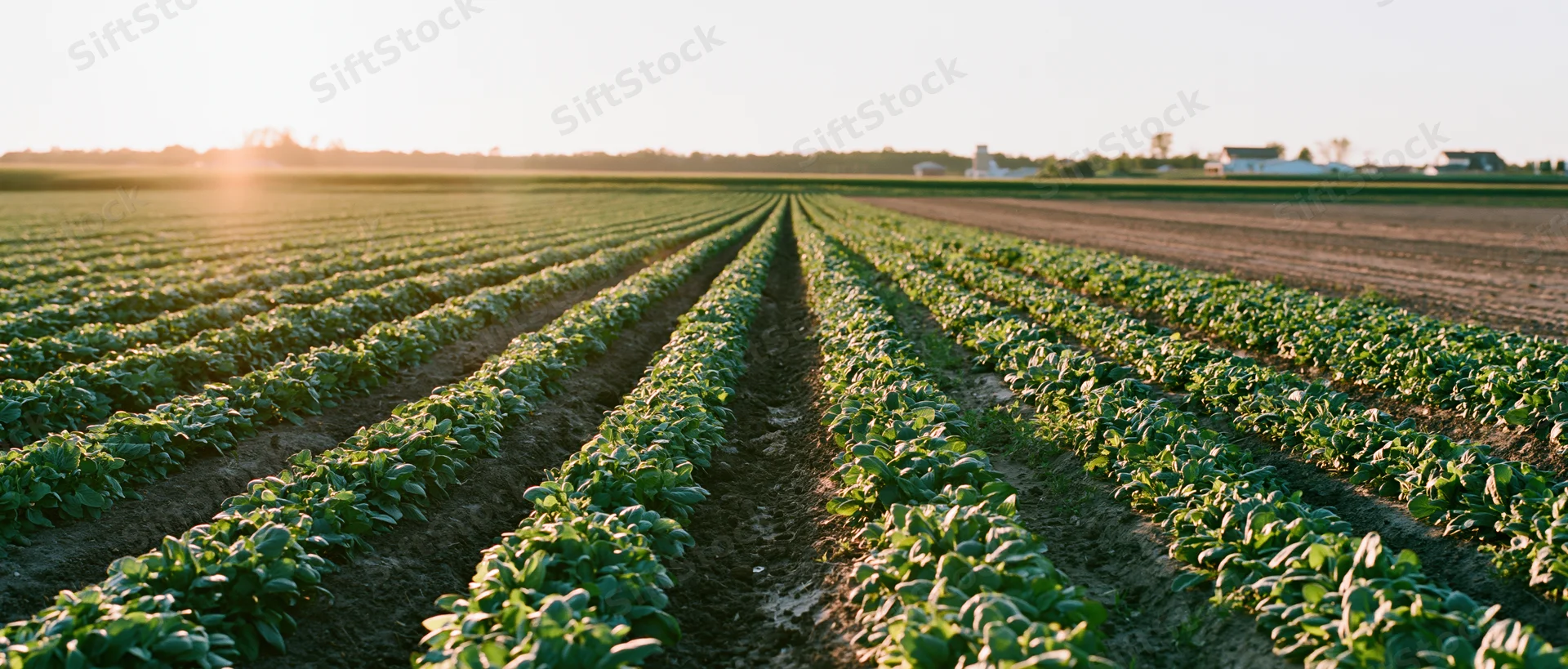 Rows of green soybean crops stretching toward the horizon in a rural farm field at sunset
