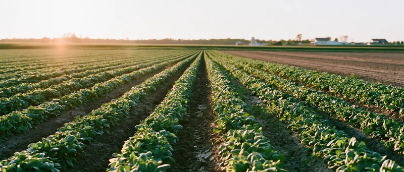 Rows of green soybean crops stretching toward the horizon in a rural farm field at sunset