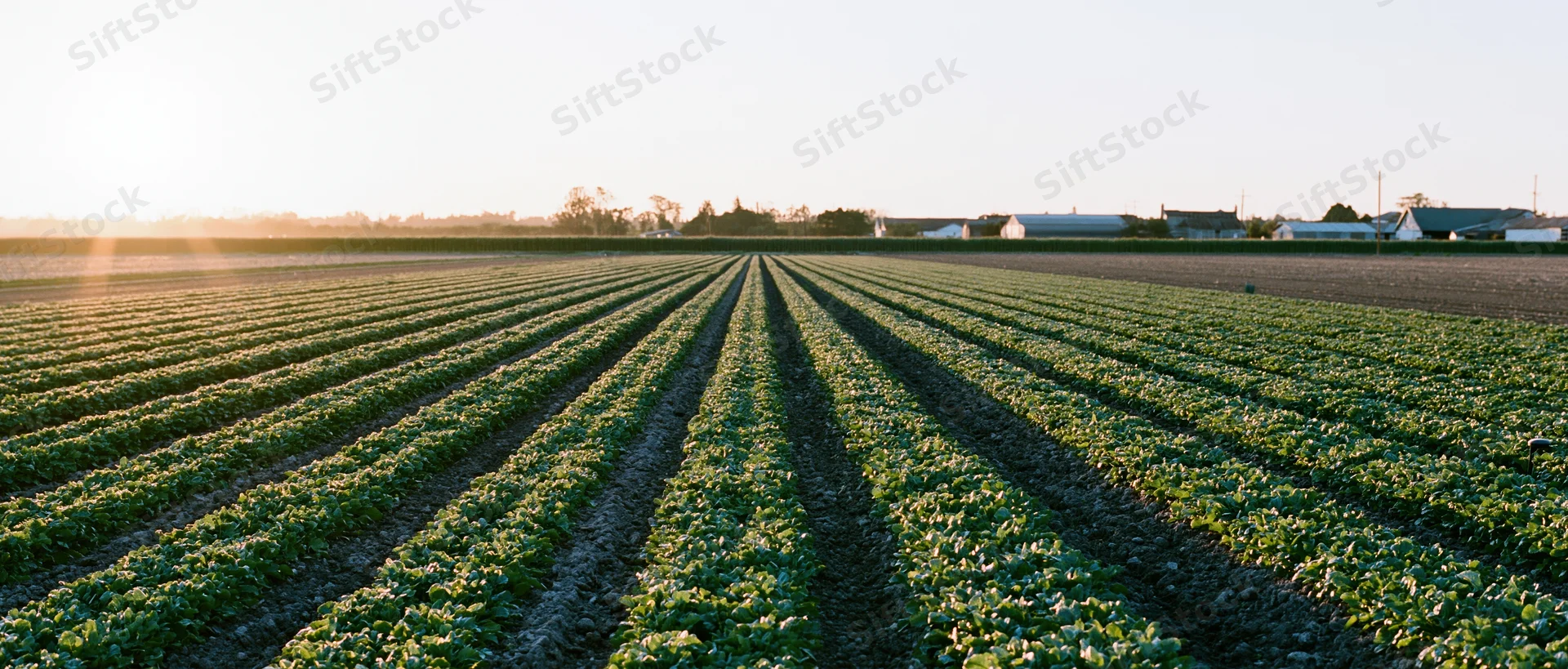 Rows of green vegetable crops stretching toward horizon in rural farm field at sunset