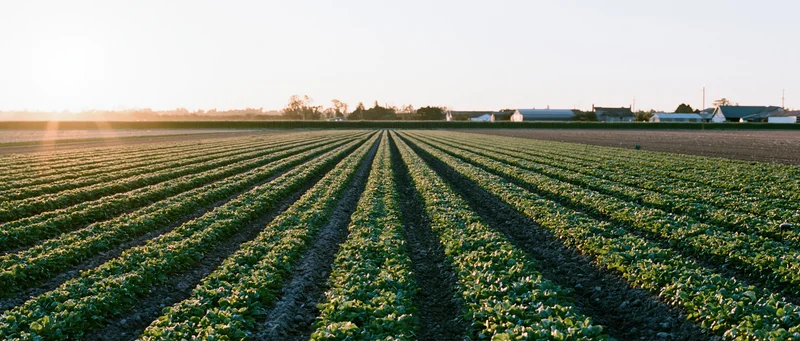 Rows of green vegetable crops stretching toward horizon in rural farm field at sunset