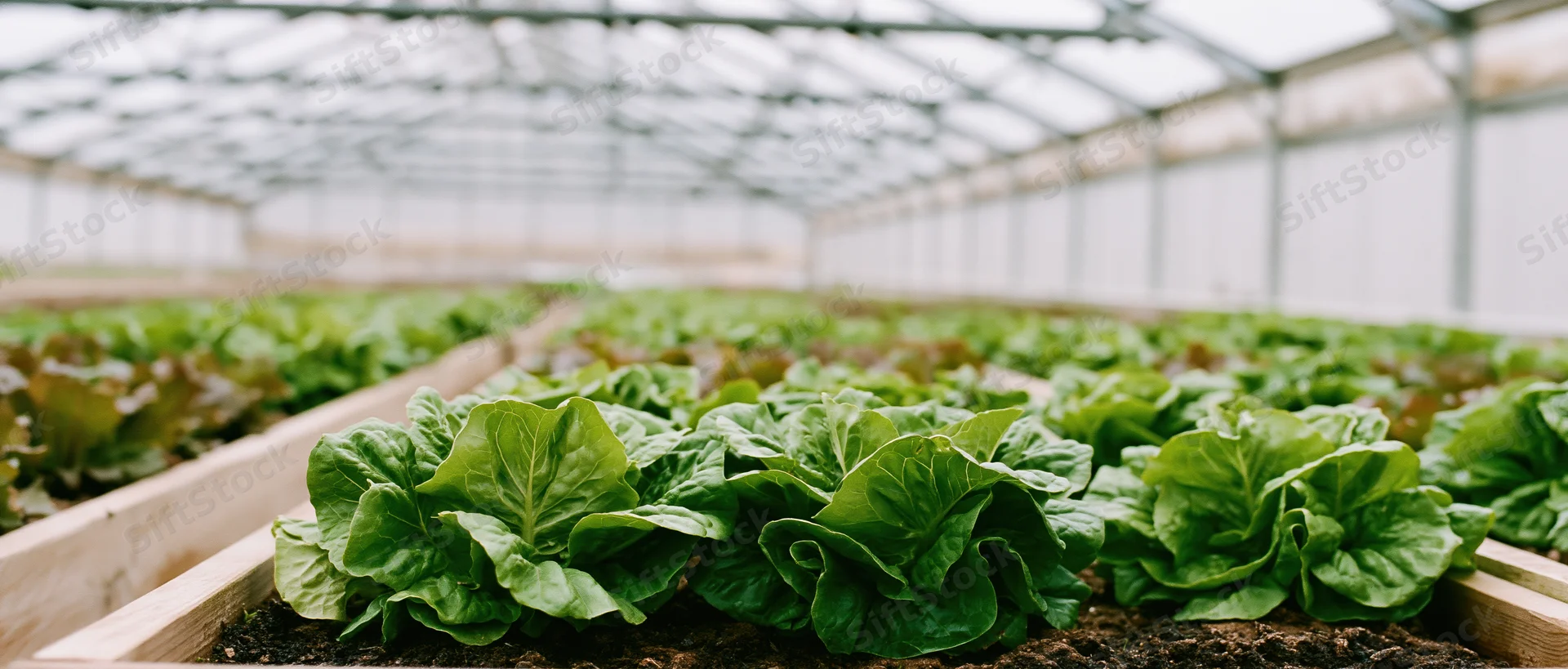 Rows of mature lettuce growing in raised wooden beds inside a greenhouse