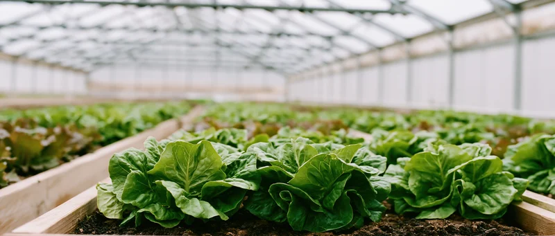 Rows of mature lettuce growing in raised wooden beds inside a greenhouse