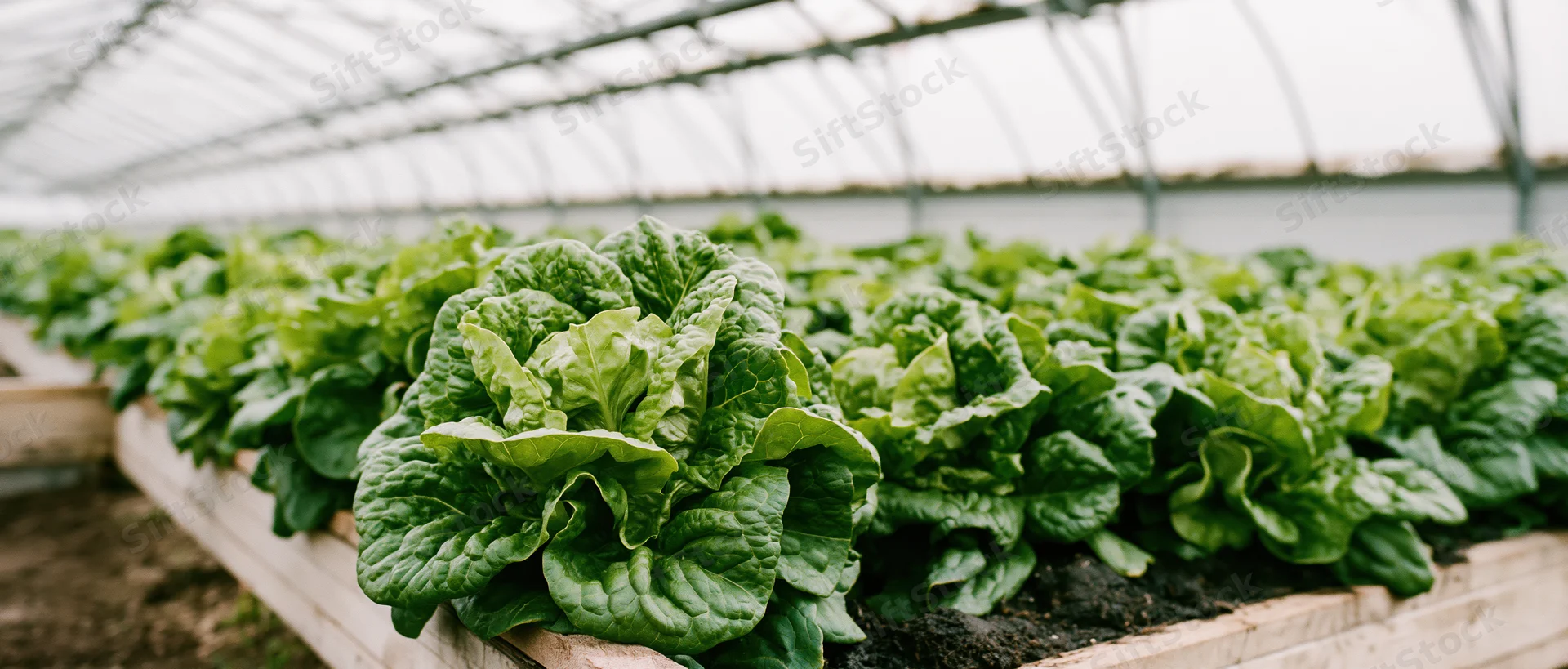 Mature lettuce heads growing in rows in raised wooden beds inside a greenhouse