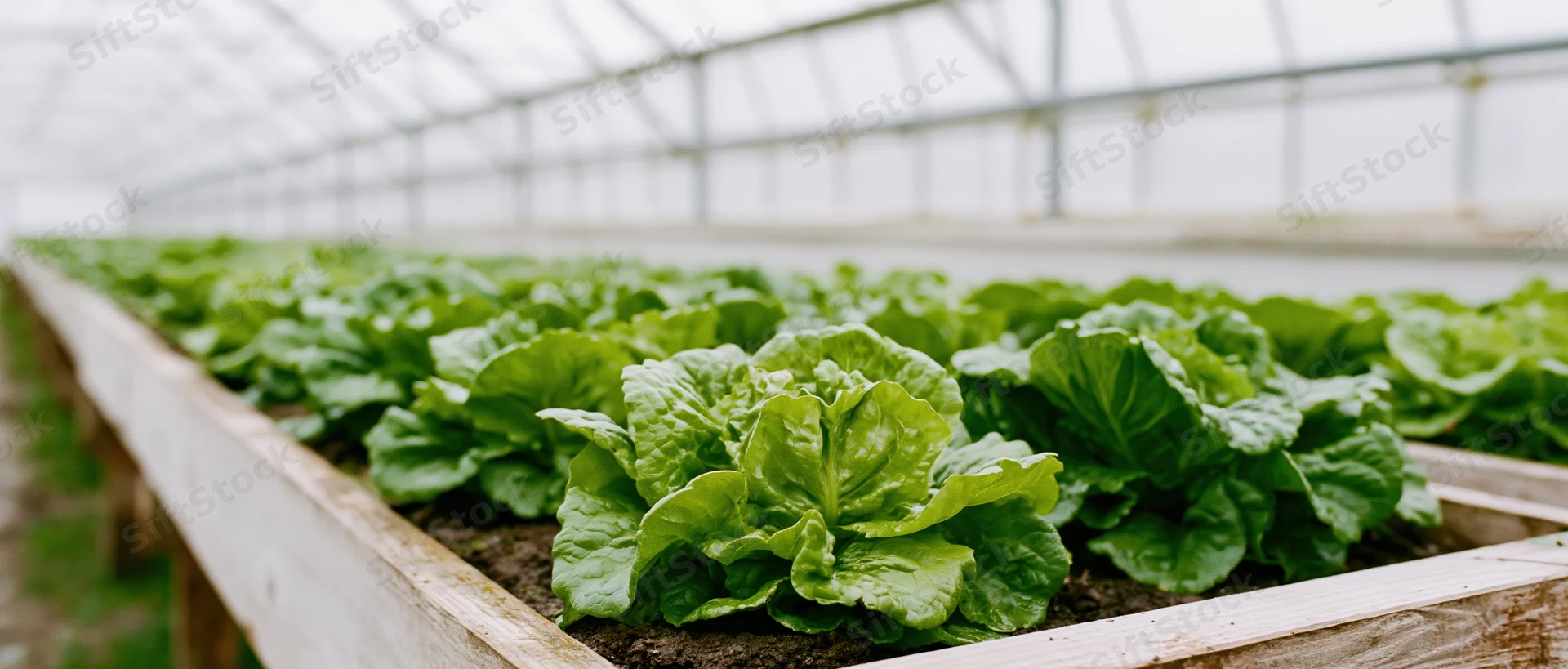 Rows of mature lettuce growing in raised wooden beds inside a greenhouse